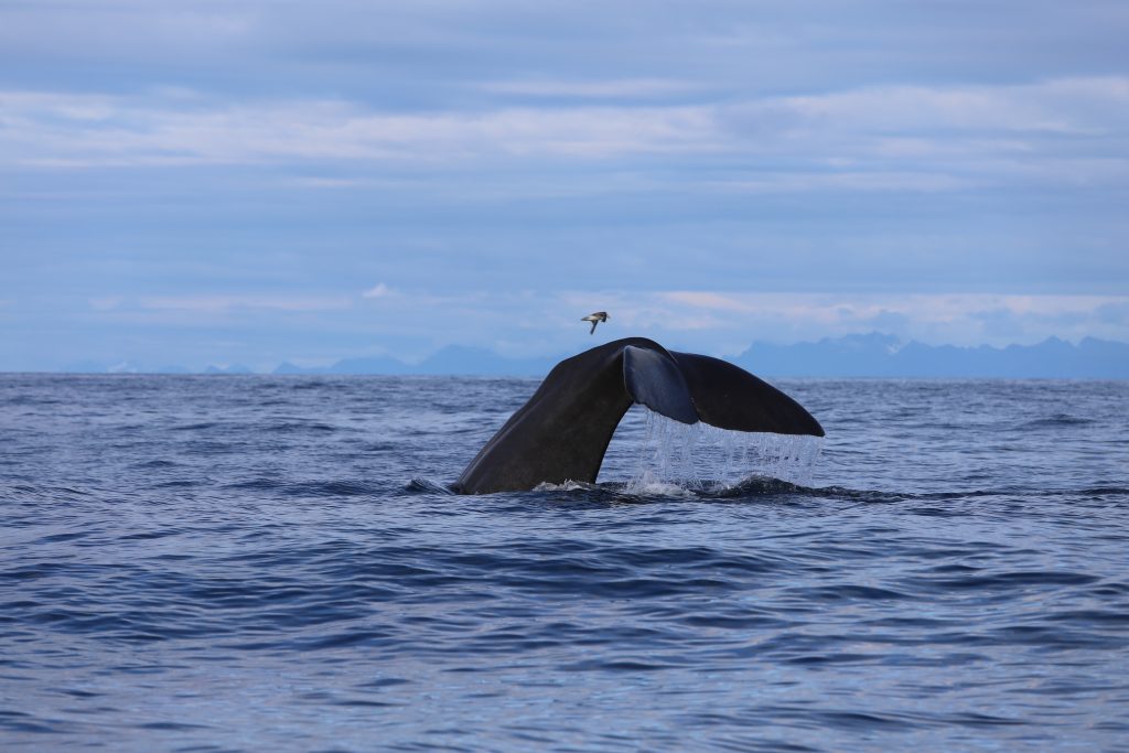 Interview Mit Steffi Schroeter Die Weisheit Der Wale Wie Uns Die Giganten Der Meere Zu Mehr Tiefe Fuhren Sinndeslebens24